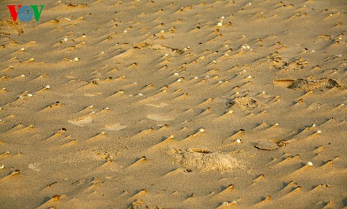 Primary beauty of Hoanh Son Beach  - ảnh 9